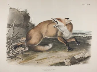 Tavola 87. Vulpes Fulvus, Desm. Volpe rossa americana, 1846 (litografia colorata a mano e stampata a colori su carta vergata)